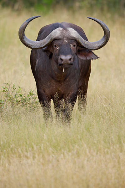 namibia_buffalo_hunting